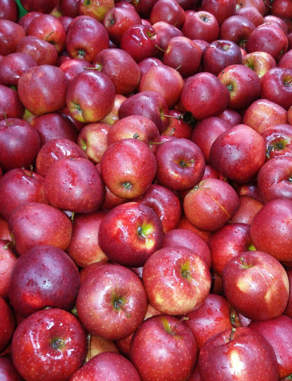 Fresh Apples for sale 