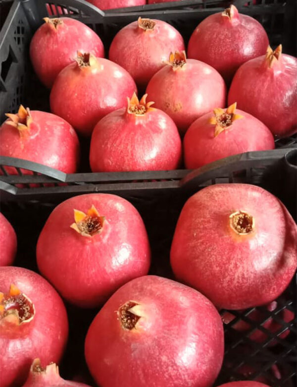 Pomegranates for sale online