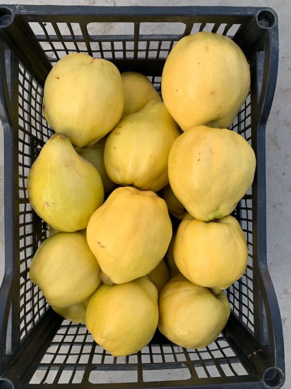 BUY QUINCE ONLINE