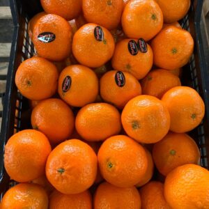 Wholesale Tangerines supplier online