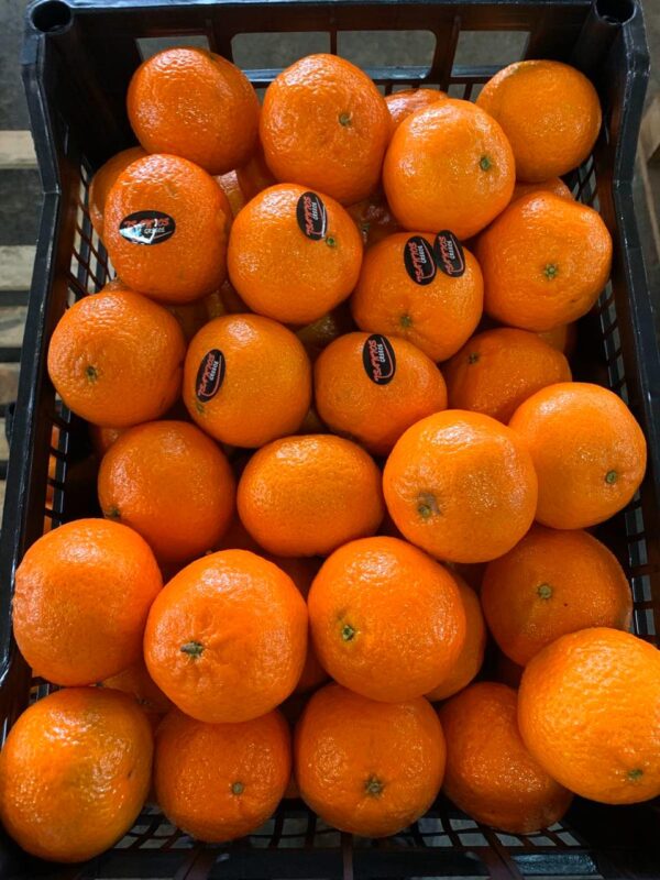 Wholesale Tangerines supplier online