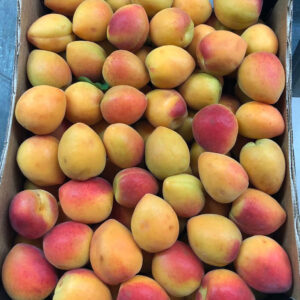 Wholesale Apricots Supplier