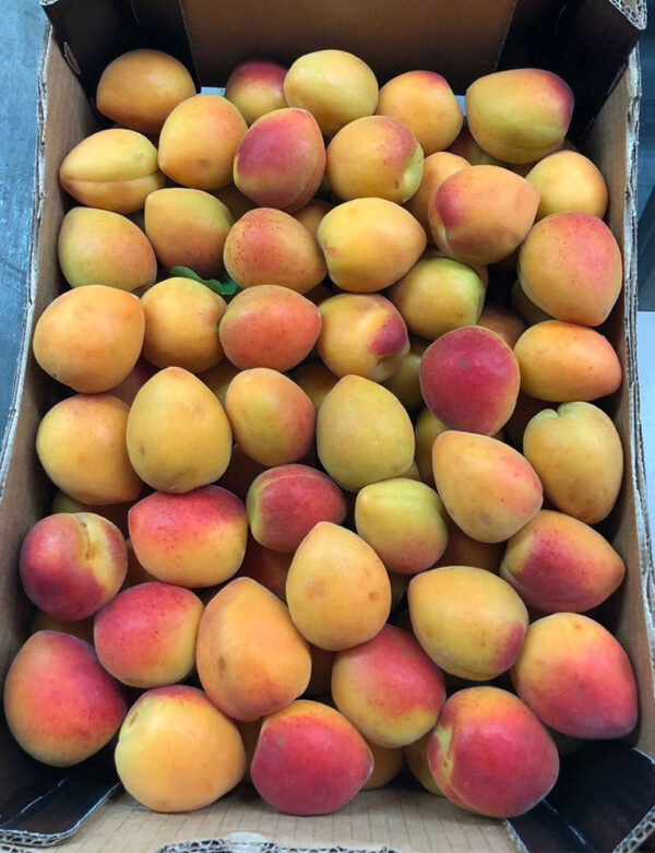 Wholesale Apricots Supplier