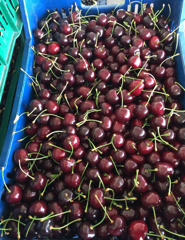 wholesale Cherries supplier online