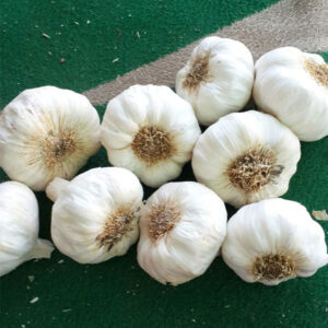 who sells Garlic at wholesale