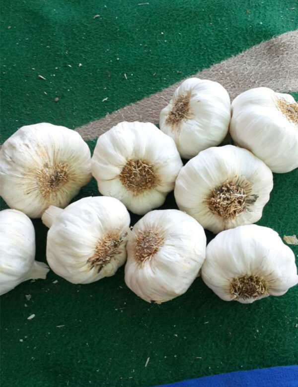 who sells Garlic at wholesale