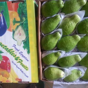 wholesale Fresh Guava supplier online