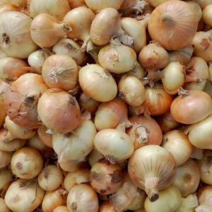 wholesale onion supplier online