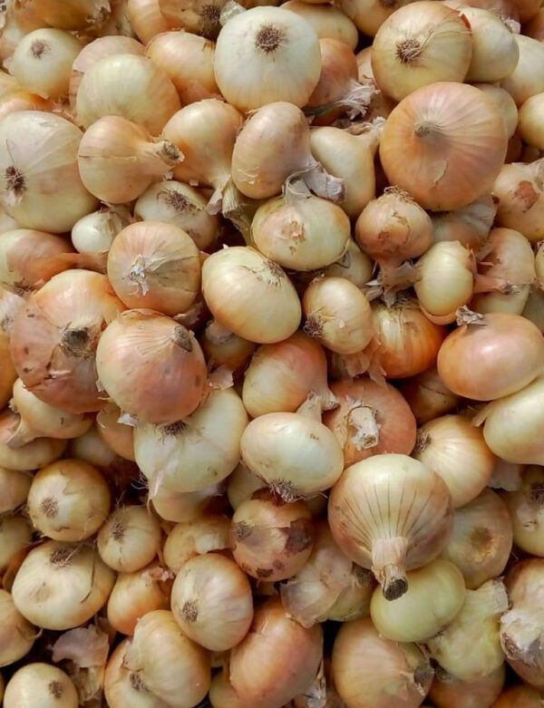 wholesale onion supplier online