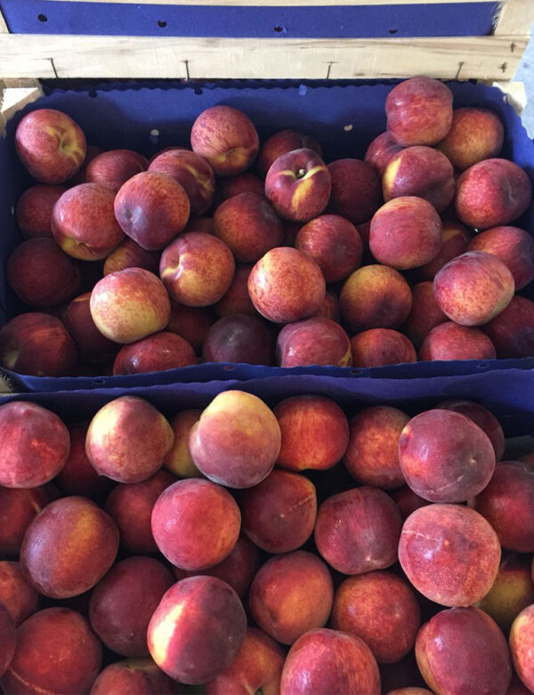 Wholesale peaches supplier online