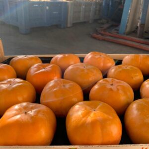 wholesale Persimmon supplier online