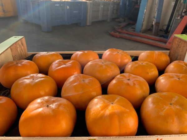 wholesale Persimmon supplier online