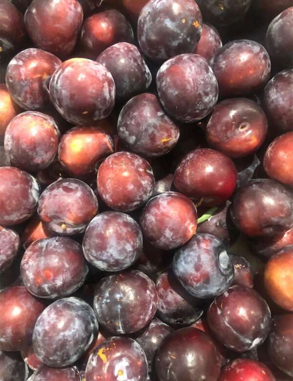 wholesale plums supplier online