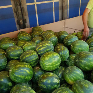 wholesale Watermelons supplier online