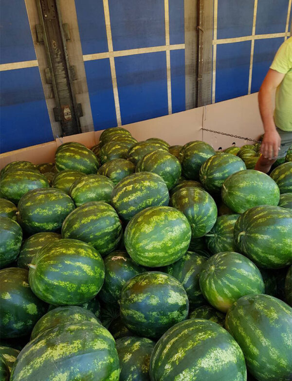 wholesale Watermelons supplier online