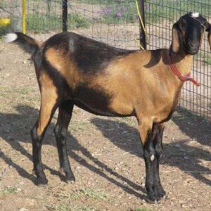 Anglo-Nubian Goat Wholesale Supplier