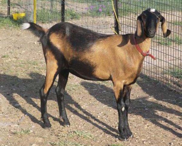 Anglo-Nubian Goat Wholesale Supplier