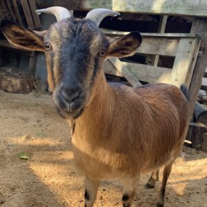 wholesale Arapawa Island Goat supplier online