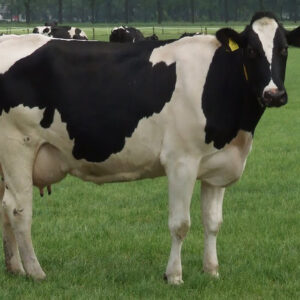 Buy these animals from leading suppliers and wholesalers on the site for affordable prices and lumpsum deals wholesale Holstein Friesian Cows supplier online