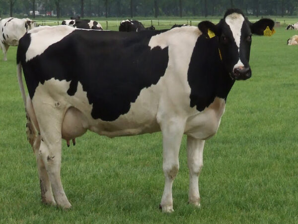 Buy these animals from leading suppliers and wholesalers on the site for affordable prices and lumpsum deals wholesale Holstein Friesian Cows supplier online