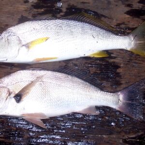 Buy yellow tail croaker online