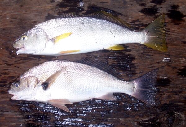 Buy yellow tail croaker online