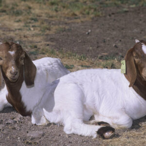 Boer Goats wholesale supplier online