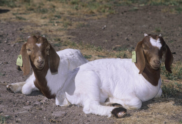 Boer Goats wholesale supplier online