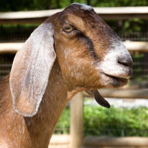 wholesale Nubian Goat supplier online