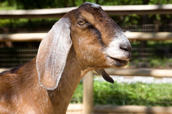 wholesale Nubian Goat supplier online