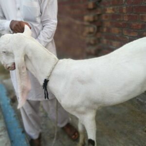 Wholesale RAJAN PURI GOATS Supplier