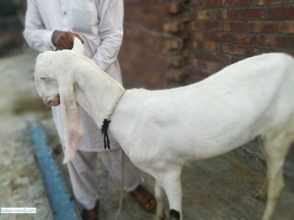 Wholesale RAJAN PURI GOATS Supplier