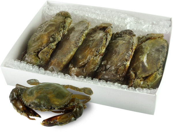 Frozen Soft Shell Mud Crab Wholesale Supplier 