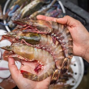 Frozen Tiger Prawn Wholesale supplier online