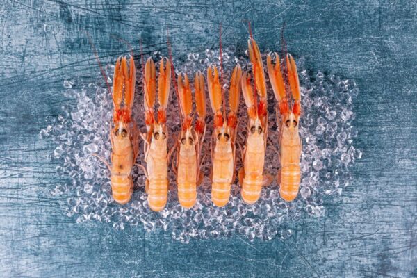 Langoustine Wholesale Supplier Online