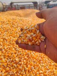 wholesale corn supplier online