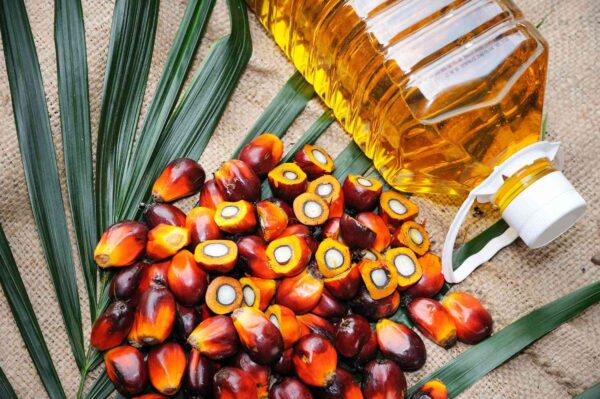 wholesale Palm Oil supplier online